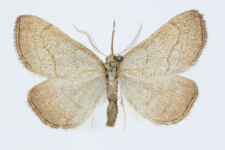 Polypogon tentacularia