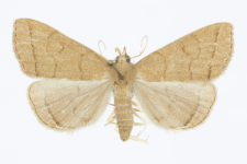 Herminia tarsipennalis