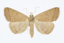 Zaclognatha lunalis