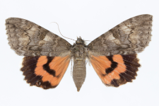 Catocala nupta