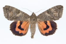 Catocala nupta