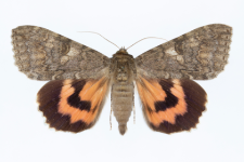Catocala nupta
