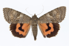 Catocala nupta