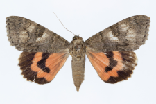 Catocala nupta