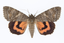 Catocala nupta