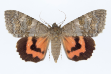 Catocala nupta