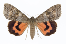 Catocala nupta