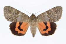 Catocala nupta