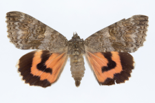 Catocala nupta