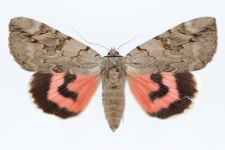 Catocala electa