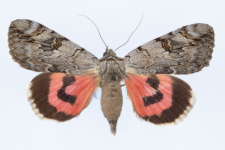 Catocala electa