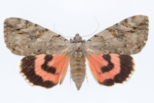 Catocala electa