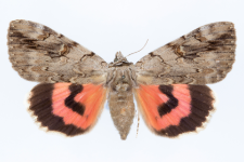 Catocala electa