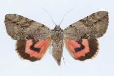 Catocala electa