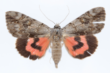 Catocala electa
