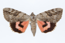 Catocala electa