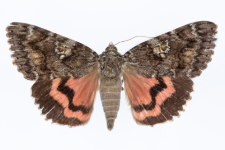 Catocala sponsa