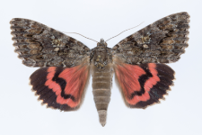 Catocala sponsa