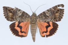 Catocala sponsa
