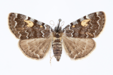 Idia calvaria