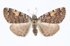 Idia calvaria