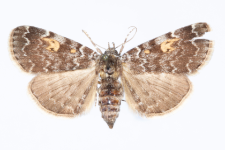 Idia calvaria