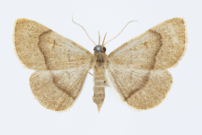 Paracolax tristalis