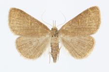 Paracolax tristalis