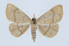 Paracolax tristalis