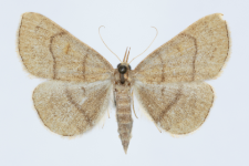 Paracolax tristalis