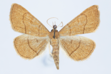 Paracolax tristalis