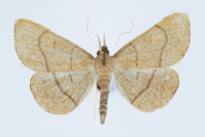 Paracolax tristalis