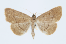 Paracolax tristalis