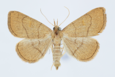 Paracolax tristalis