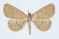 Paracolax tristalis