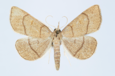 Paracolax tristalis