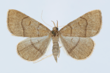 Paracolax tristalis