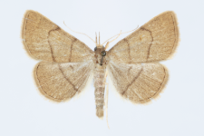 Paracolax tristalis