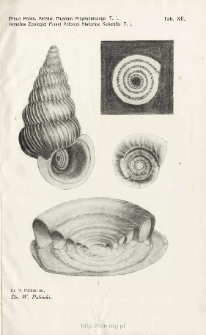 Prace Zoologiczne Polskiego Państwowego Muzeum Przyrodniczego. Tablica XII / W. Poliński