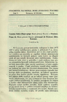 Czaszka Żubra długorogiego Bison priscus Bojanus z Gryżyny = Cr&acirc;ne de Bison priscus Bojanus provenant de Gryżyna (distr. Kościan)