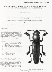 Redescription of Doubledaya dohrni (Gorham) comb. nov. (Languriidae: Coleoptera)