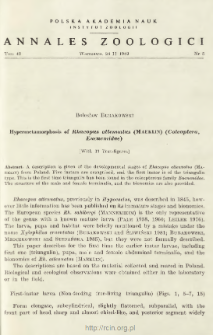 Hypermetamorphosis of Rhacopus attenuatus (MAEKLIN) (Coleoptera, Eucnemidae)