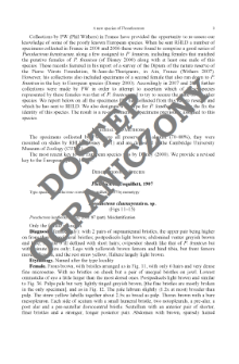 Revision of the genus Hexarhopalus Fairmaire, 1891 (Coleoptera: Tenebrionidae: Cnodaloninae), with description of Malaysphena gen. nov.