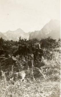 Janusz Domaniewski - hunting